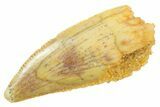Serrated Raptor Tooth - Real Dinosaur Tooth #364871-1